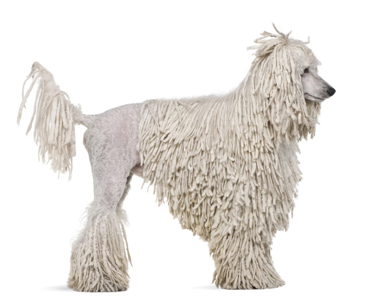 White corded standard Poodle standing in front of white background.