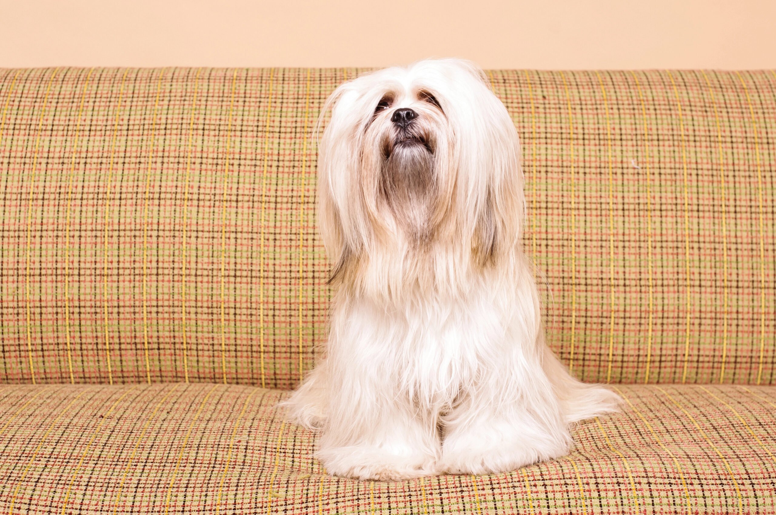White Lhasa Apso dog posing on the vintage sofa.