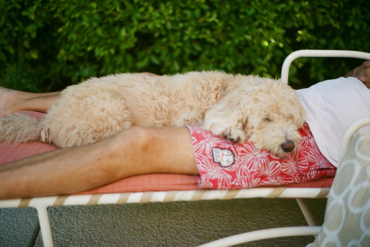 White poodle laying on a person's legs. 