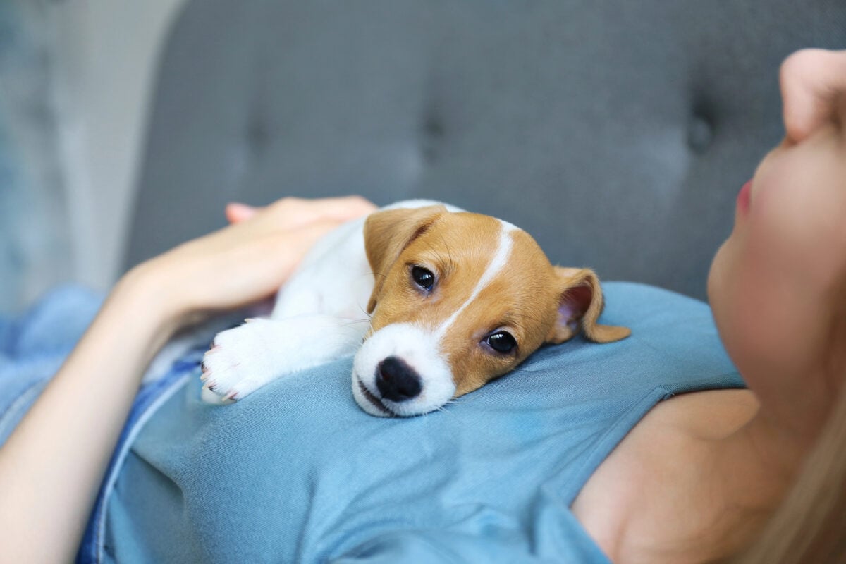 Young woman with her jack russell terrier puppy.