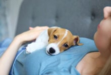 Young woman with her jack russell terrier puppy.