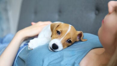 Young woman with her jack russell terrier puppy.