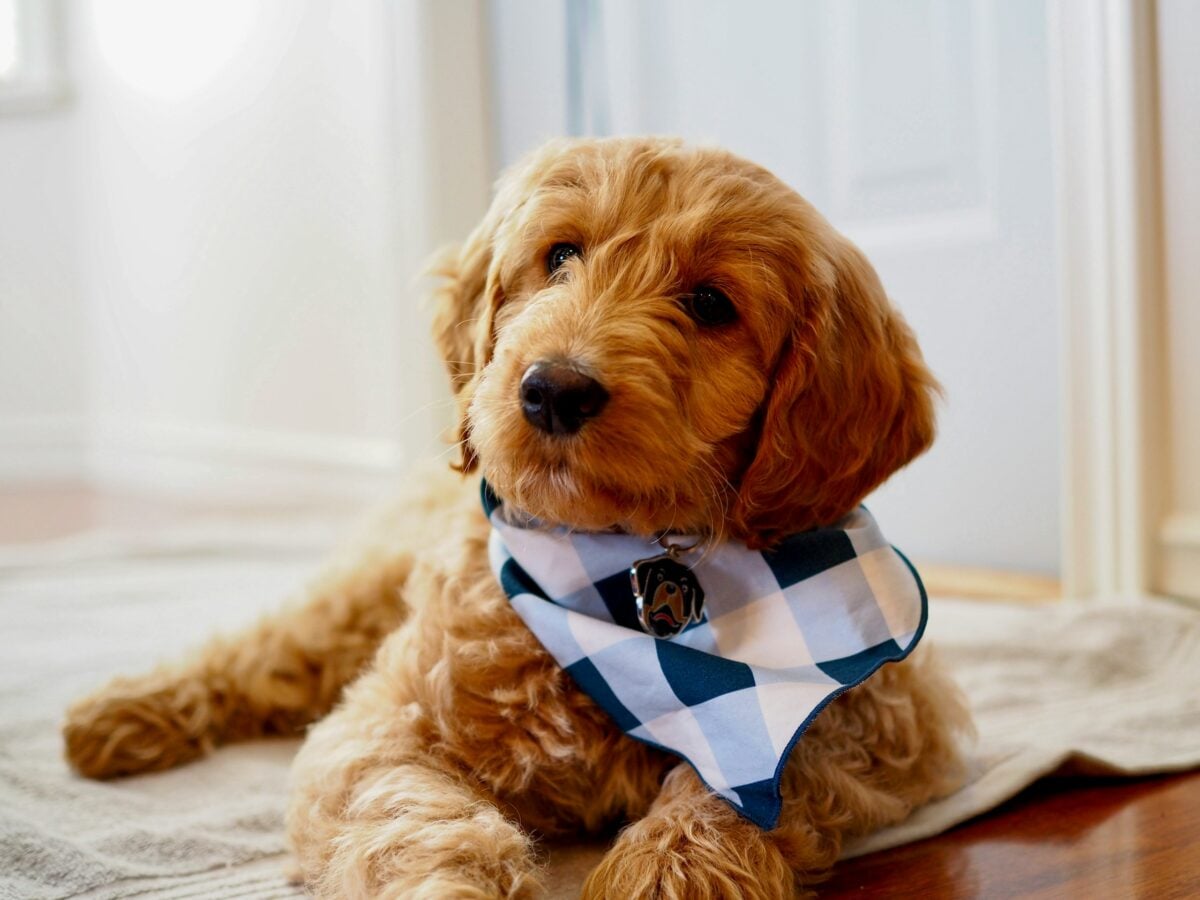 Small Goldendoodle lying on rug.