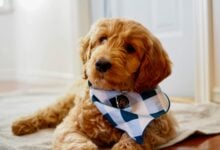 Small Goldendoodle lying on rug.