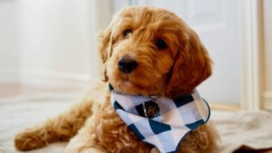Small Goldendoodle lying on rug.
