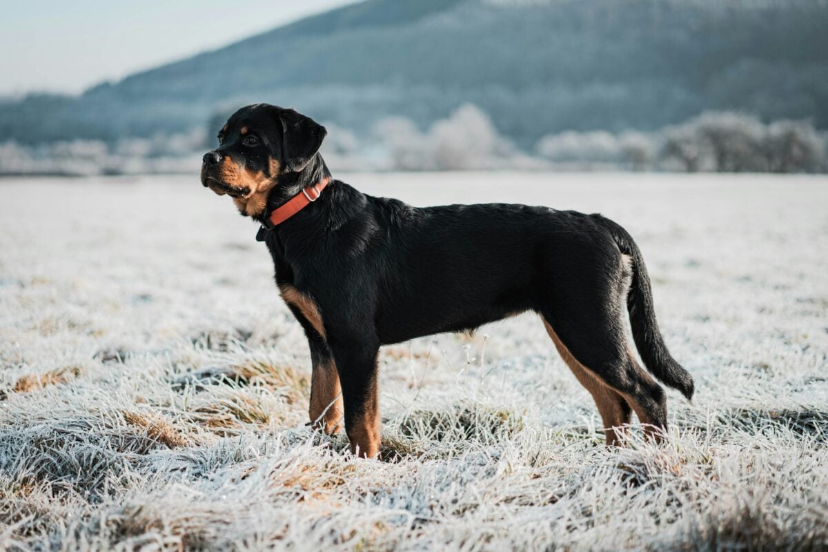 Composed, powerful-looking Rottweiler standing in field.
