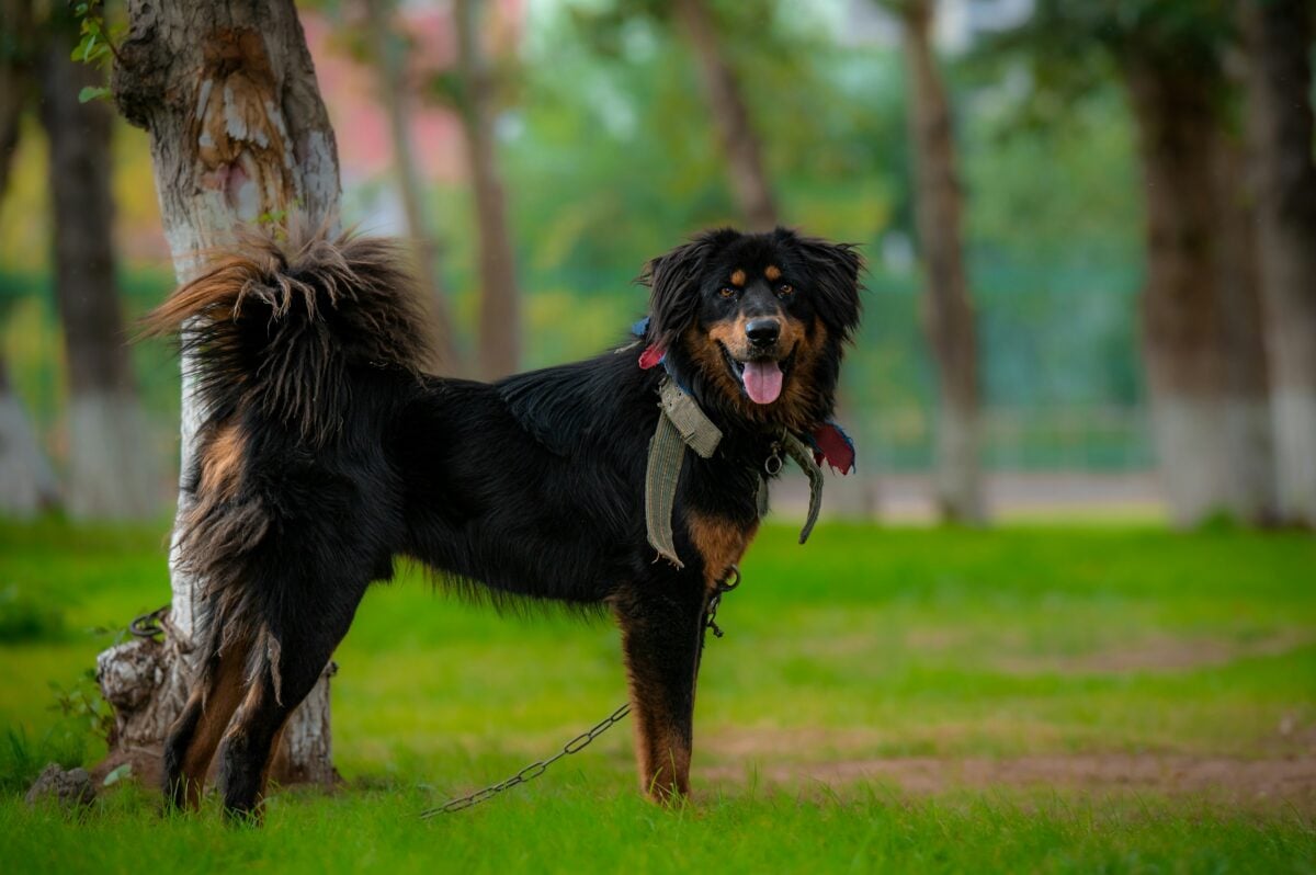 Rottweiler mix standing outside.