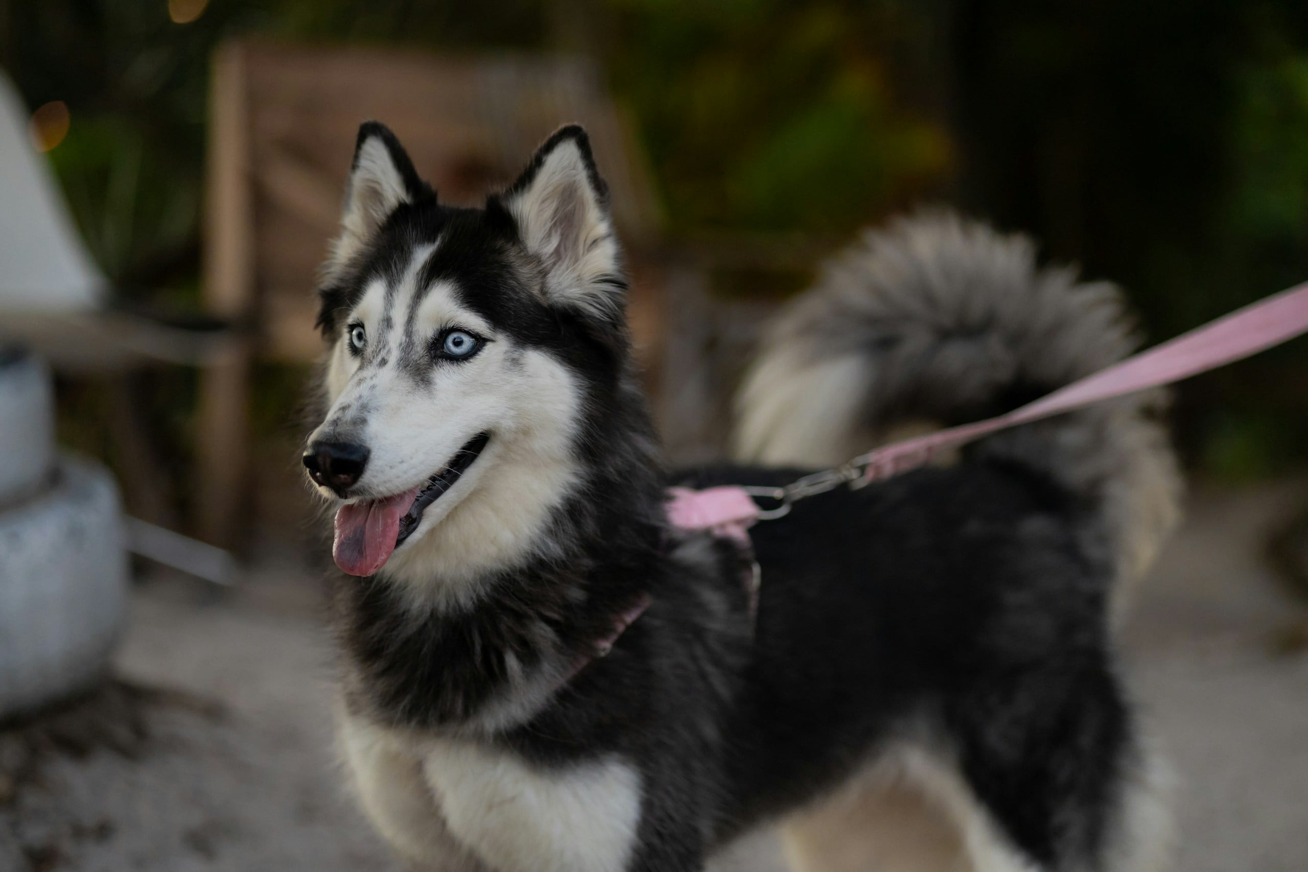 Excited husky on leash.