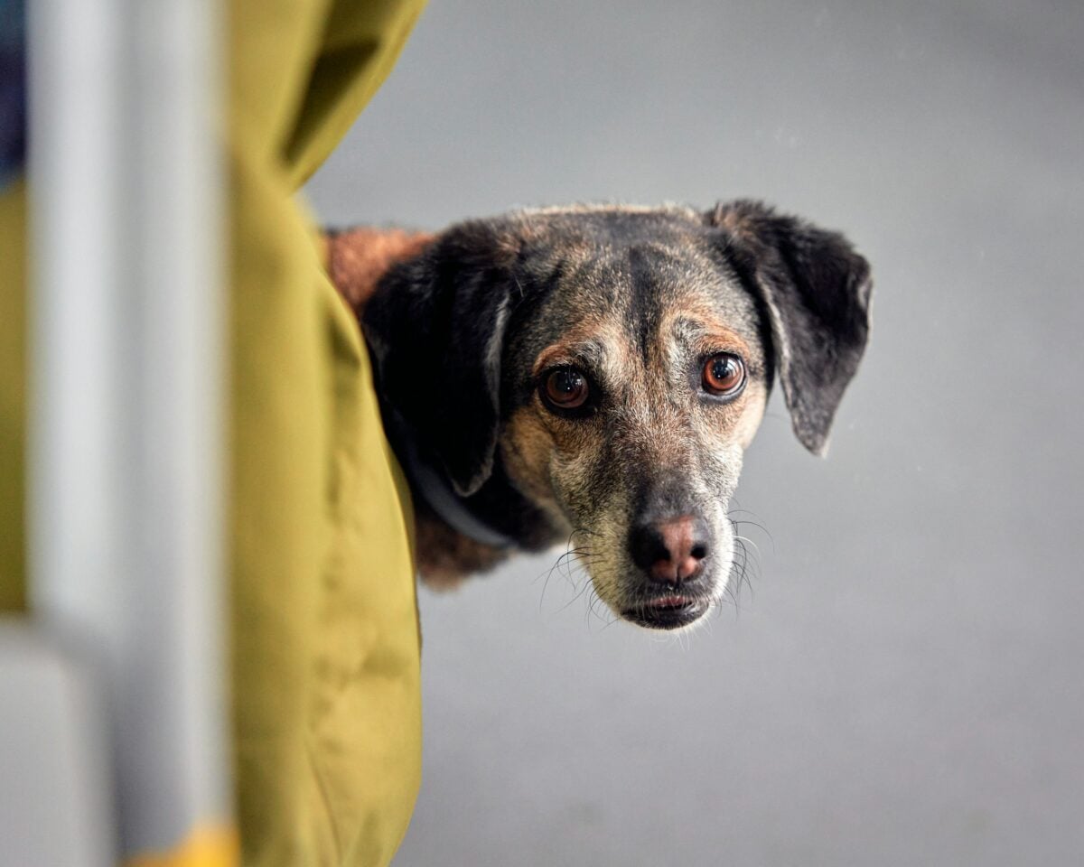 Dog with alert posture peaking around corner with stressed expression.