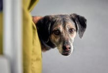 Dog with alert posture peaking around corner with stressed expression.