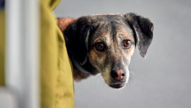 Dog with alert posture peaking around corner with stressed expression.