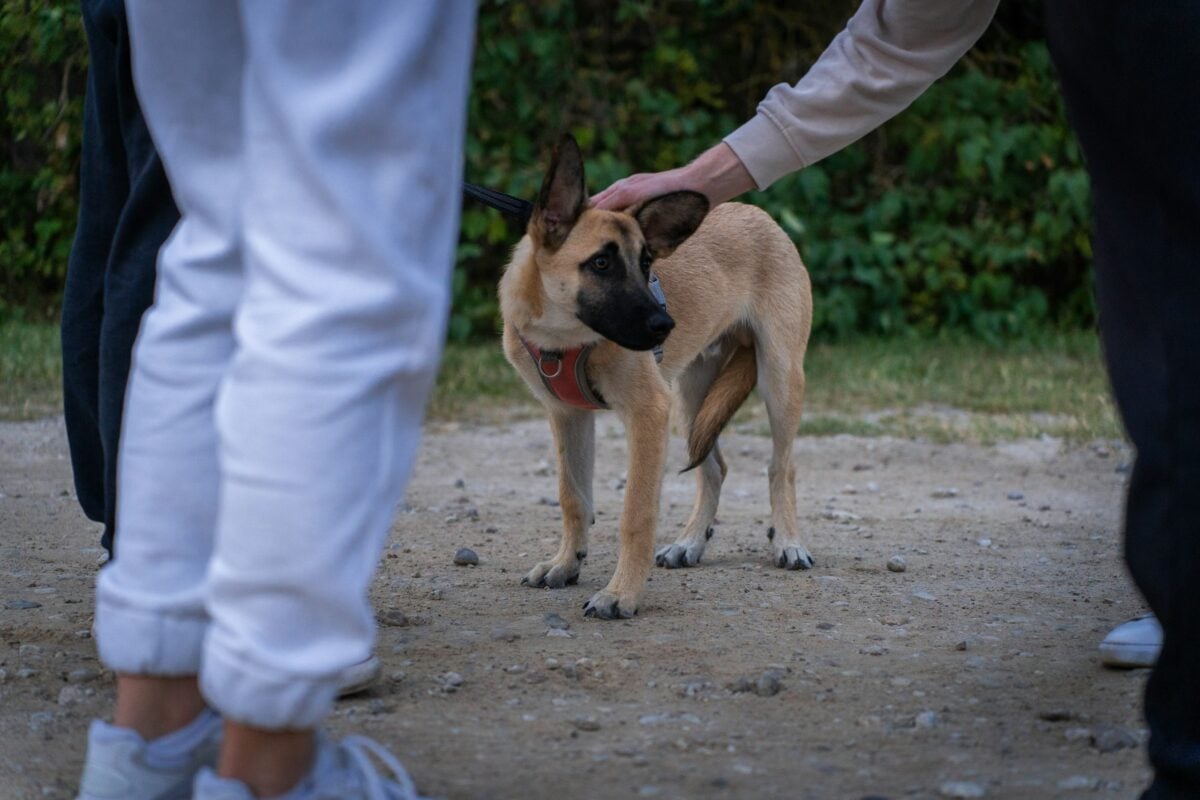 Person pets nervous dog.
