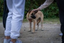 Person pets nervous dog.