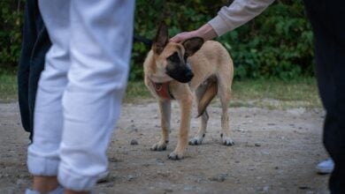 Person pets nervous dog.