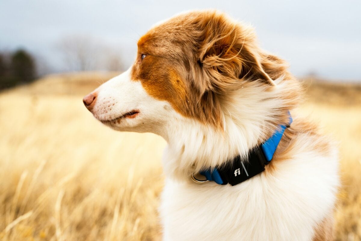 Dog wearing GPS smart collar.