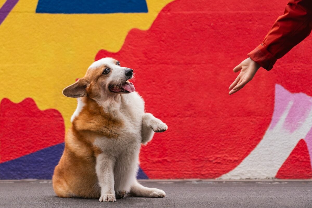 A Corgi sits cheerfully in front of a bold, colorful mural, lifting one paw toward a human hand with its tongue lolling out.