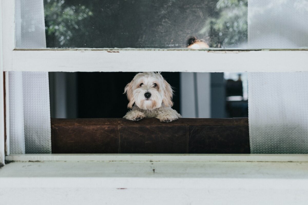 Dog looking out window.