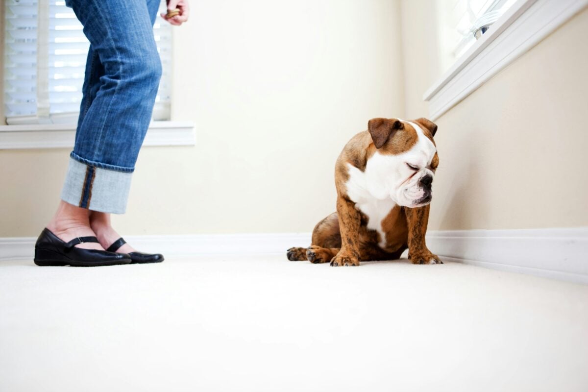 English Bulldog ignoring owner.