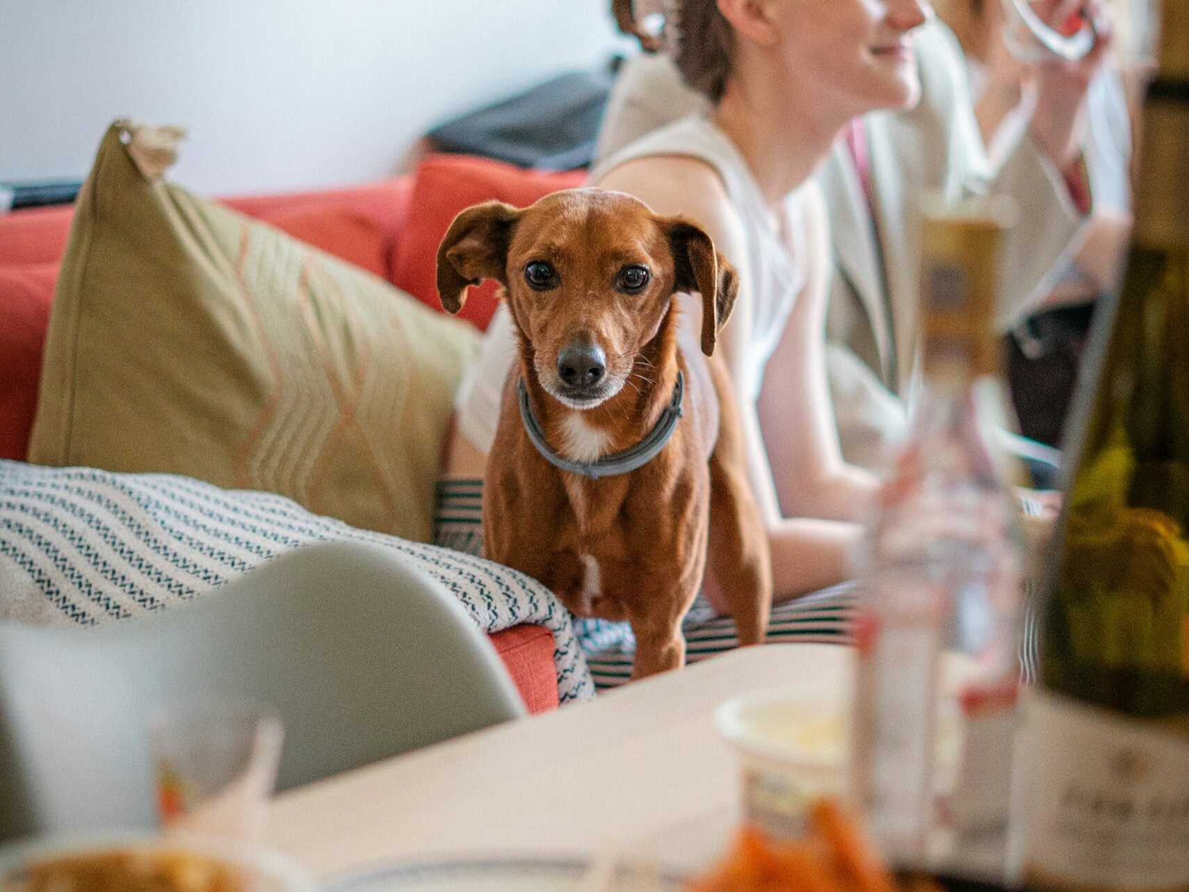 A dog sitting on couch with people in background.