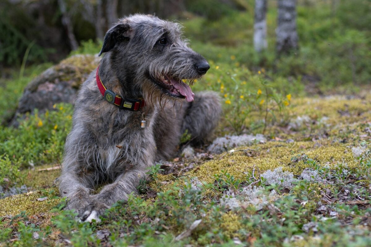 Irish Wolfhound relaxing outside.