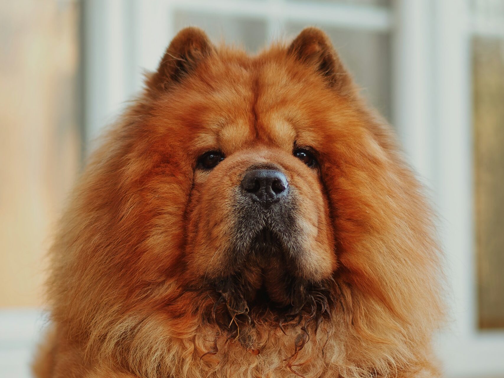 Chow Chow sitting in front of window.