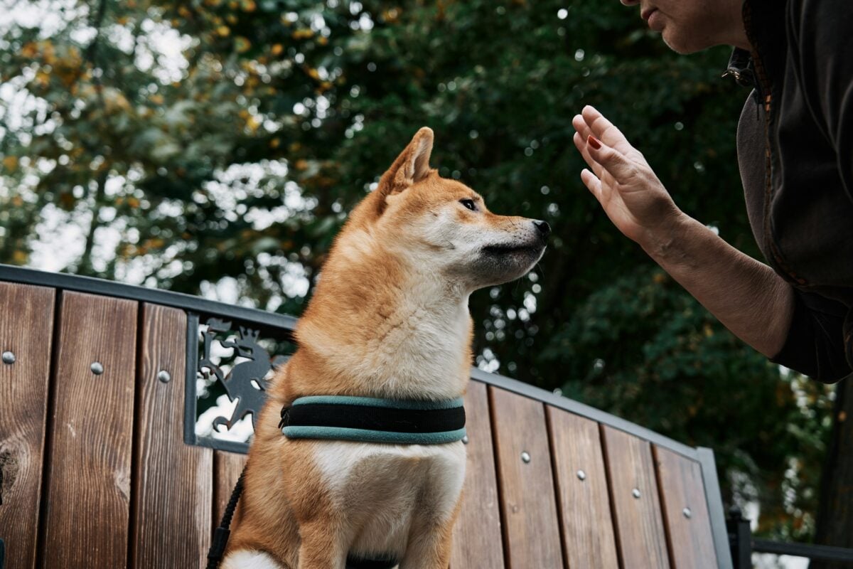 A woman training a Shiba Inu.