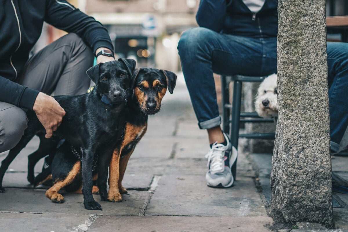 Man sitting on bench with two dogs.