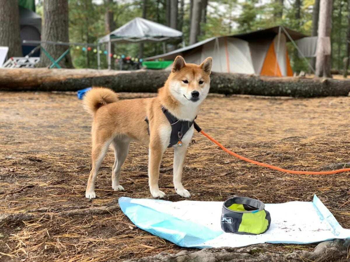 A Shiba Inu dog standing in front of a camping site.