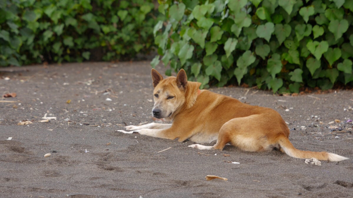A shot of a Korean Jindo dog lying on the ground.