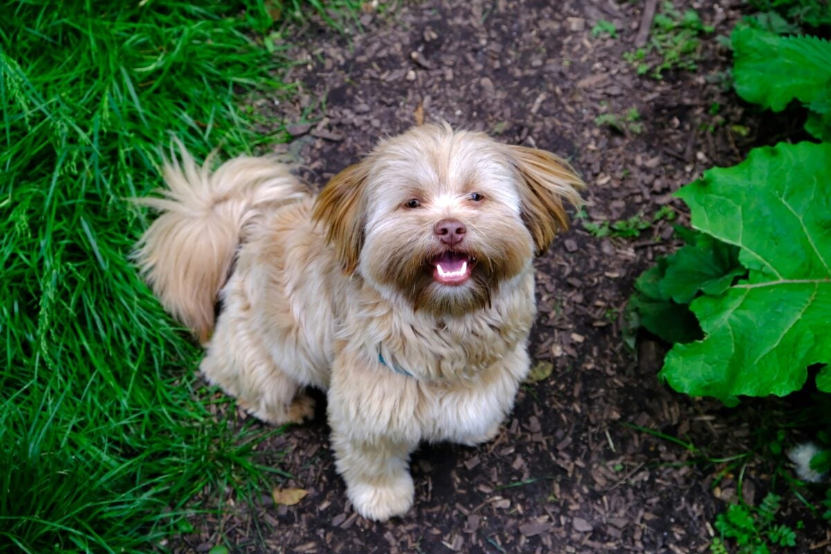 Happy Lhasa Apso looking up at camera.