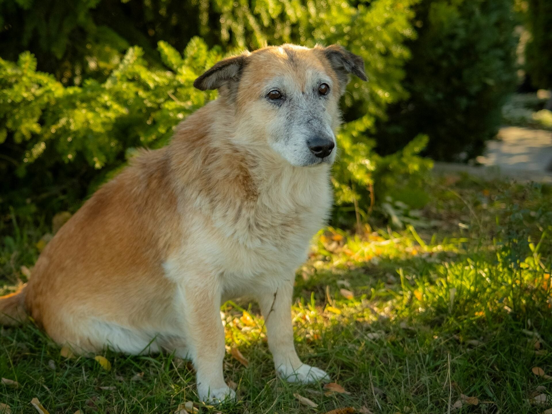 Senior tan dog sitting outside, looking confused.