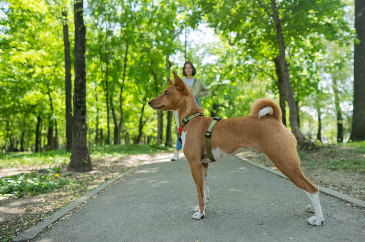 A young woman walks with an African Basenji dog on a leash in the park.