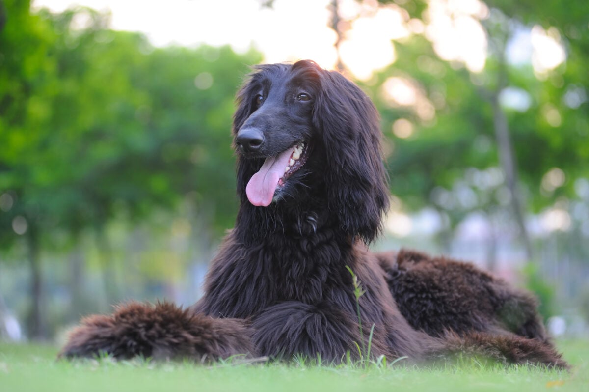 Afghan hound dog lying on grass.