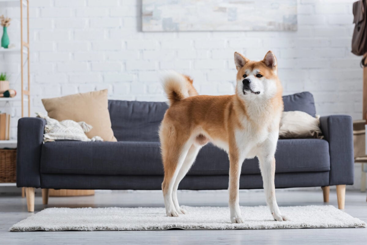 Akita Inu dog standing on carpet in modern living room.