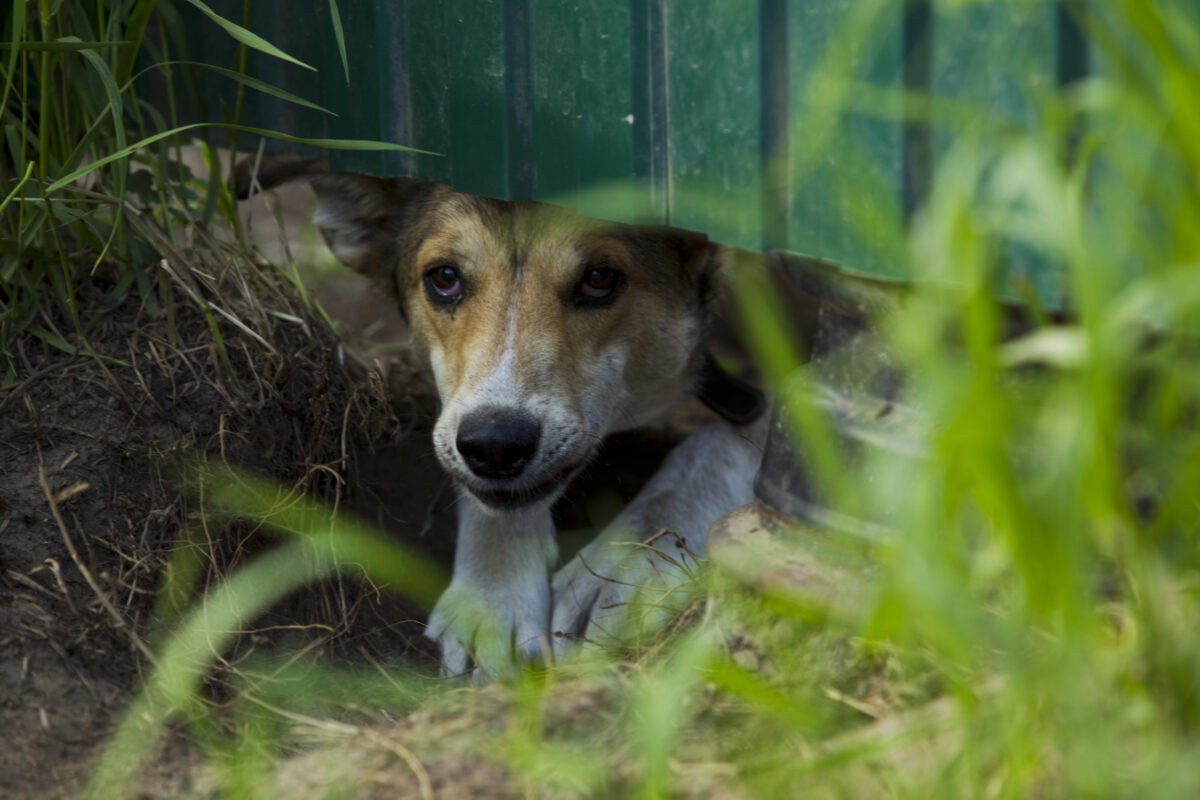 Dog digging hole under fence.
