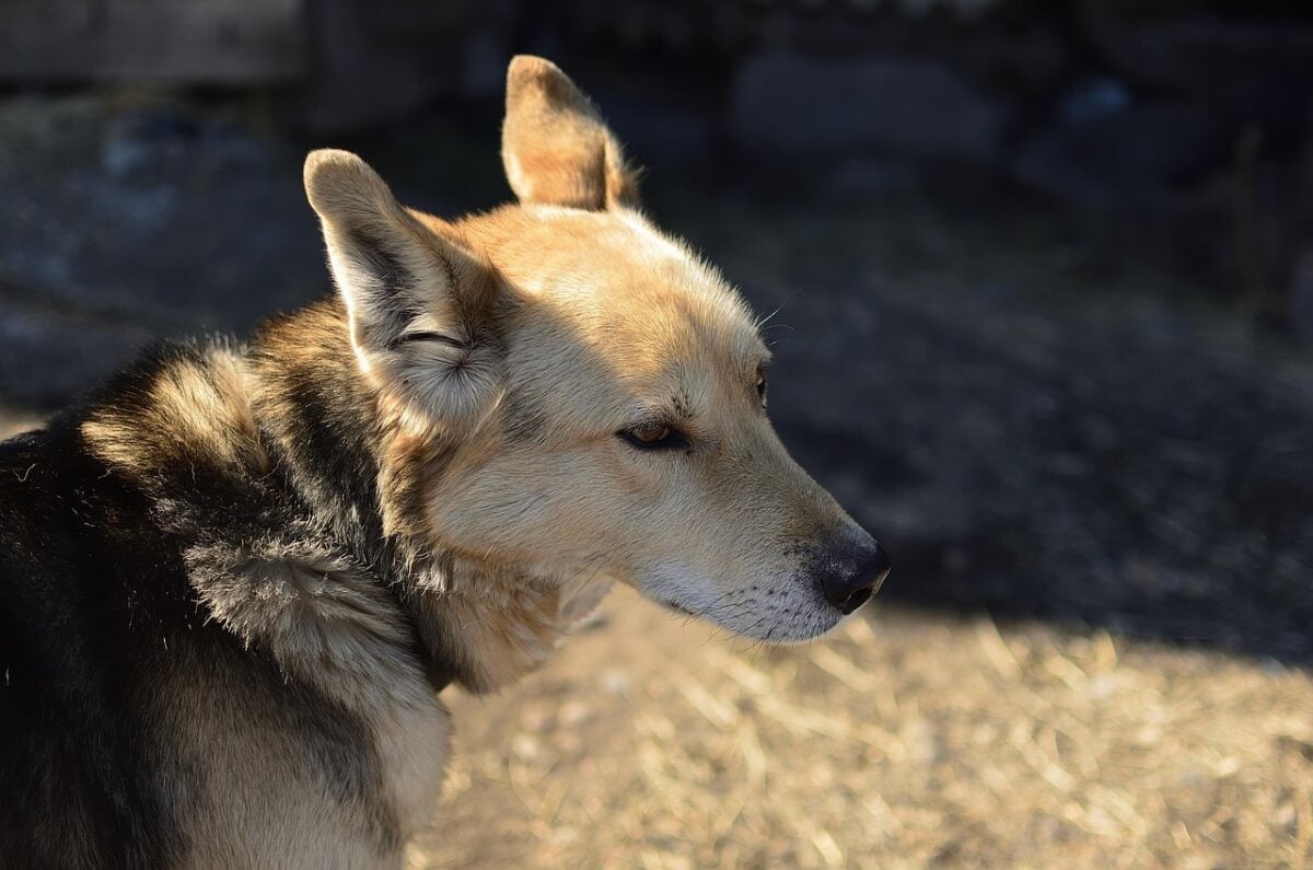 Closeup of coydog outside.