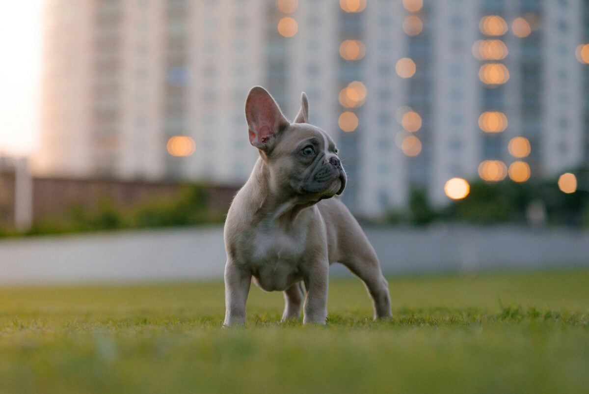 French Bulldog standing outside in grass.