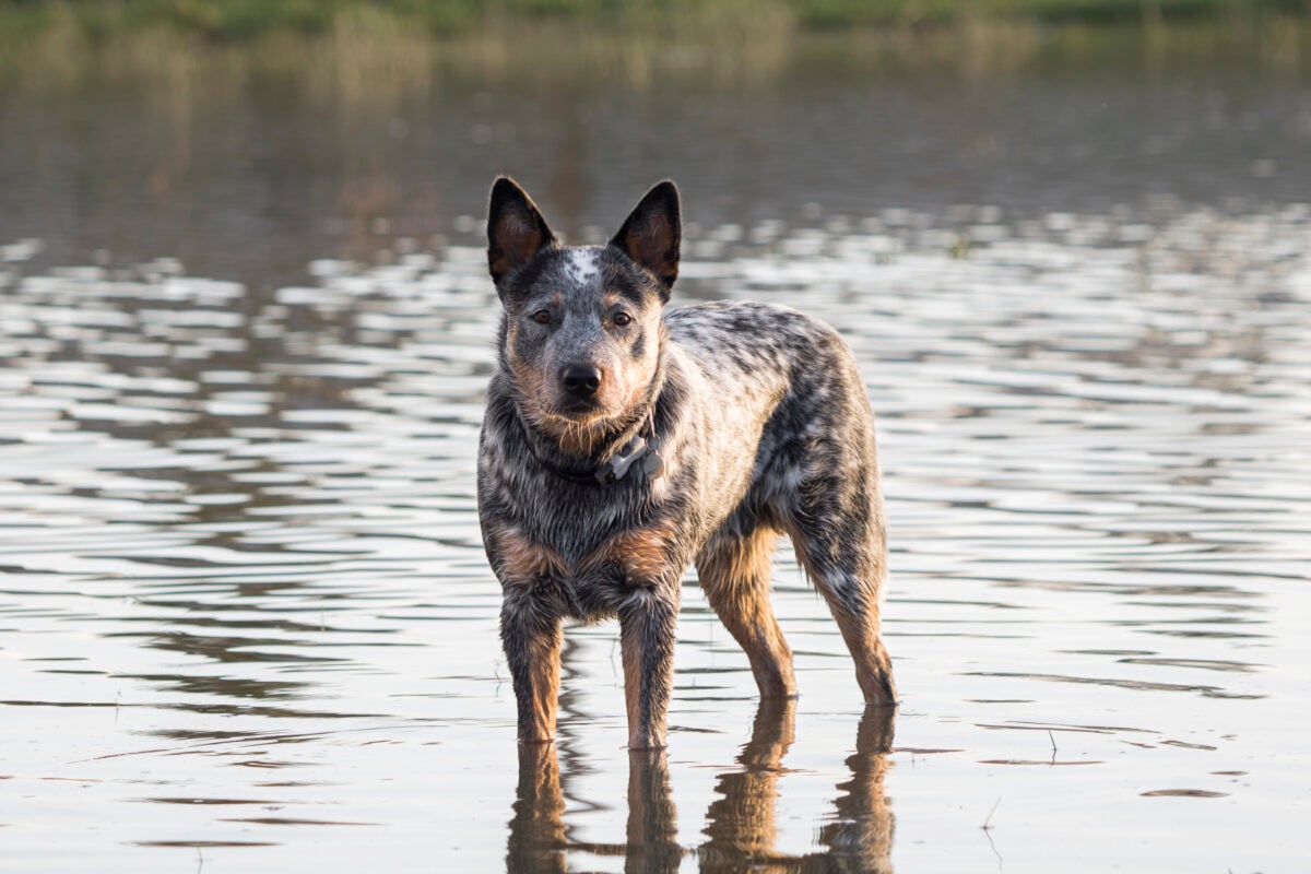 Alert Australian Cattle Dog (Blue heeler) standing in water looking intensely at camera.