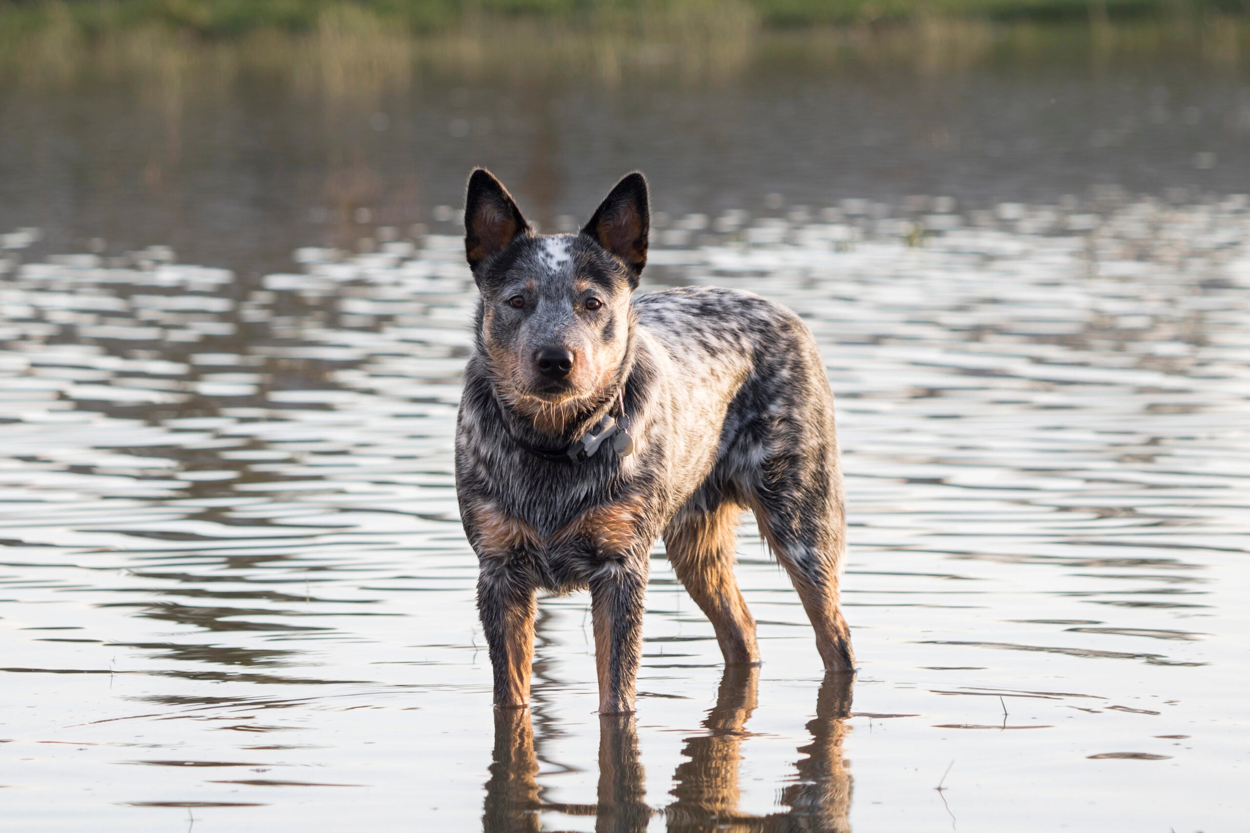 Alert Australian Cattle Dog (Blue heeler) standing in water looking intensely at camera.