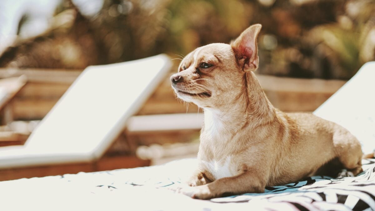 Chihuahua sunbathing.