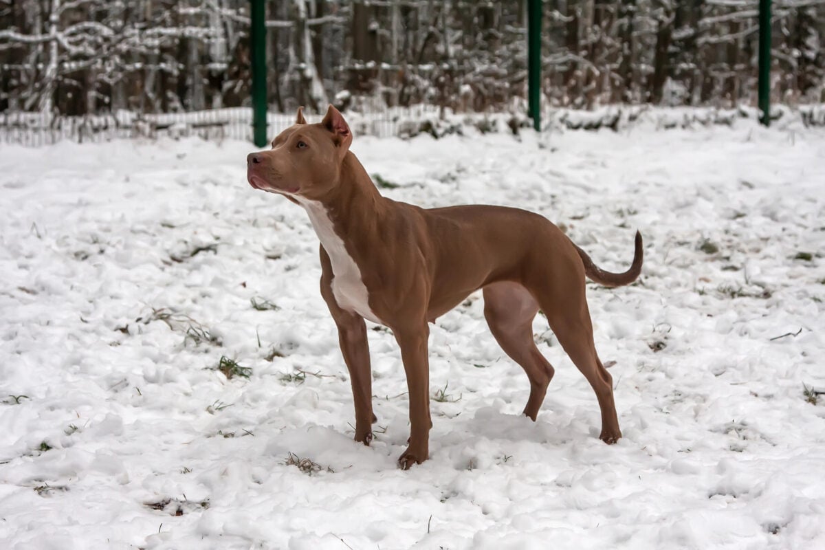 American Pit Bull Terrier standing in snow.