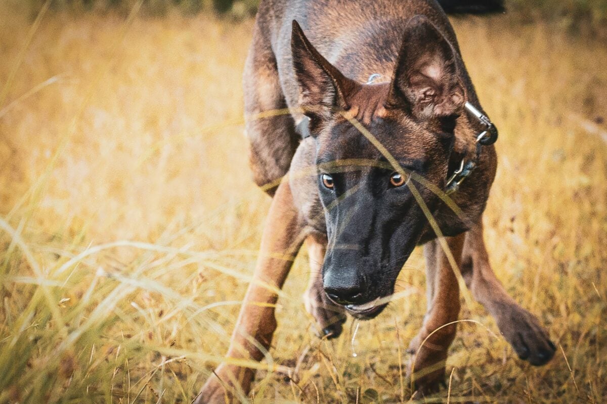 Belgian malinois playing in a field.