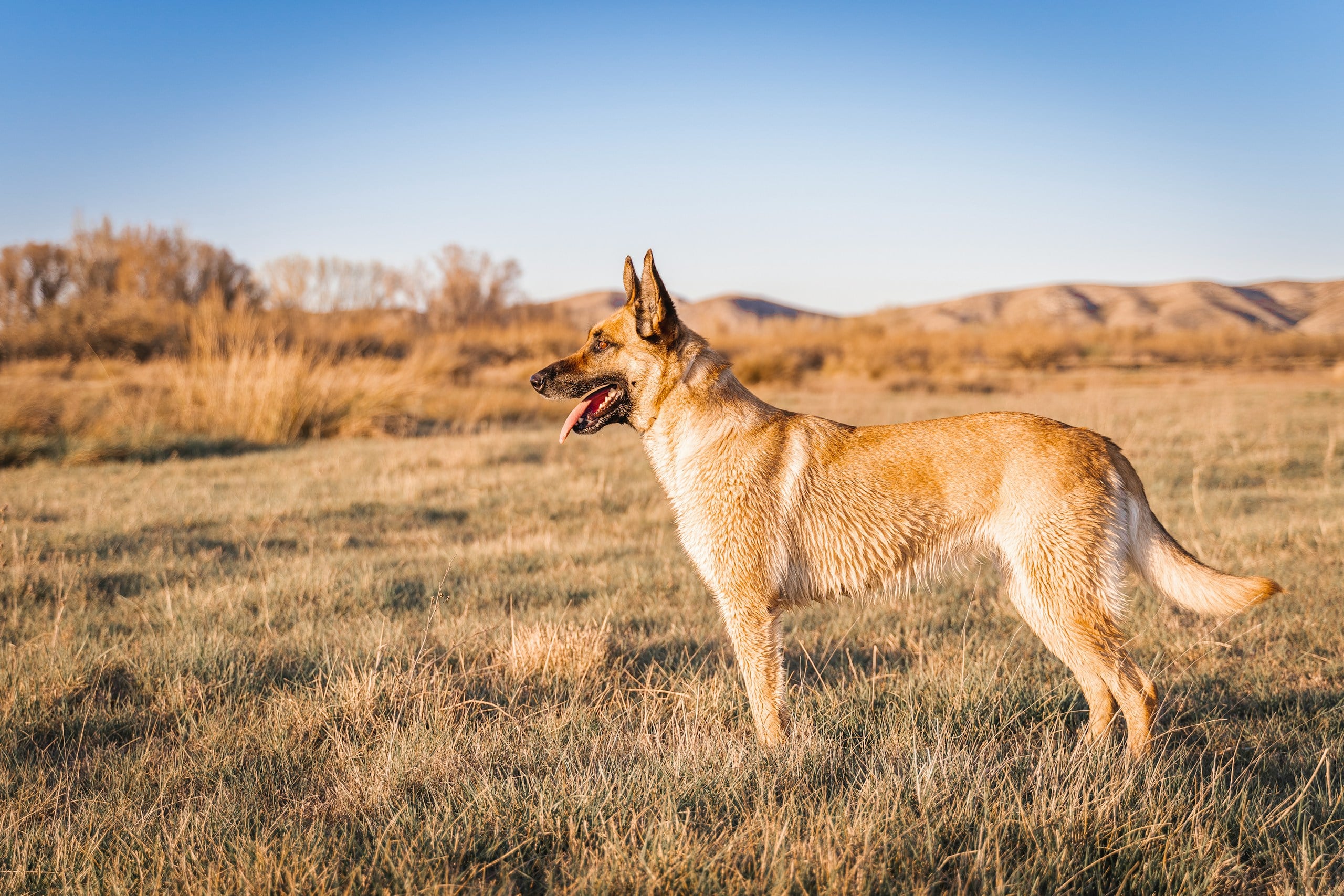 Belgian Malinois standing in field, staring at the sunset.