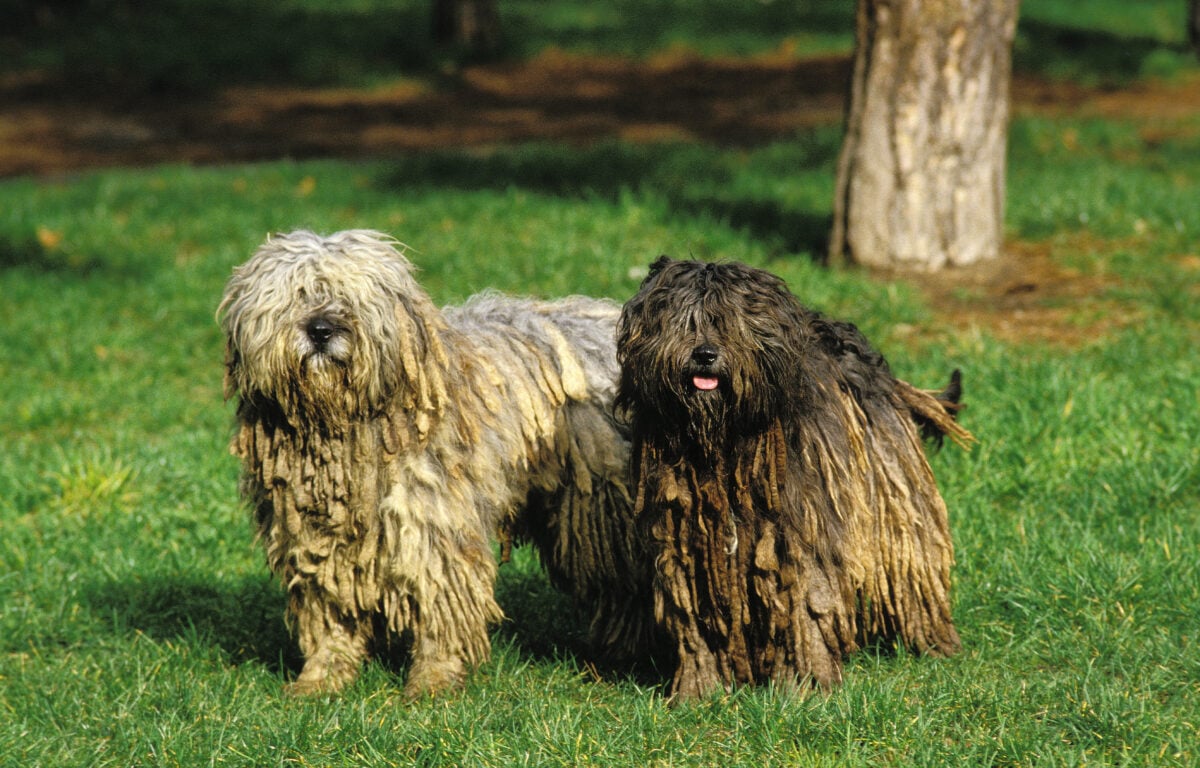 Two Bergamasco Sheepdogs or Bergamese Shepherds standing outside in yard.   