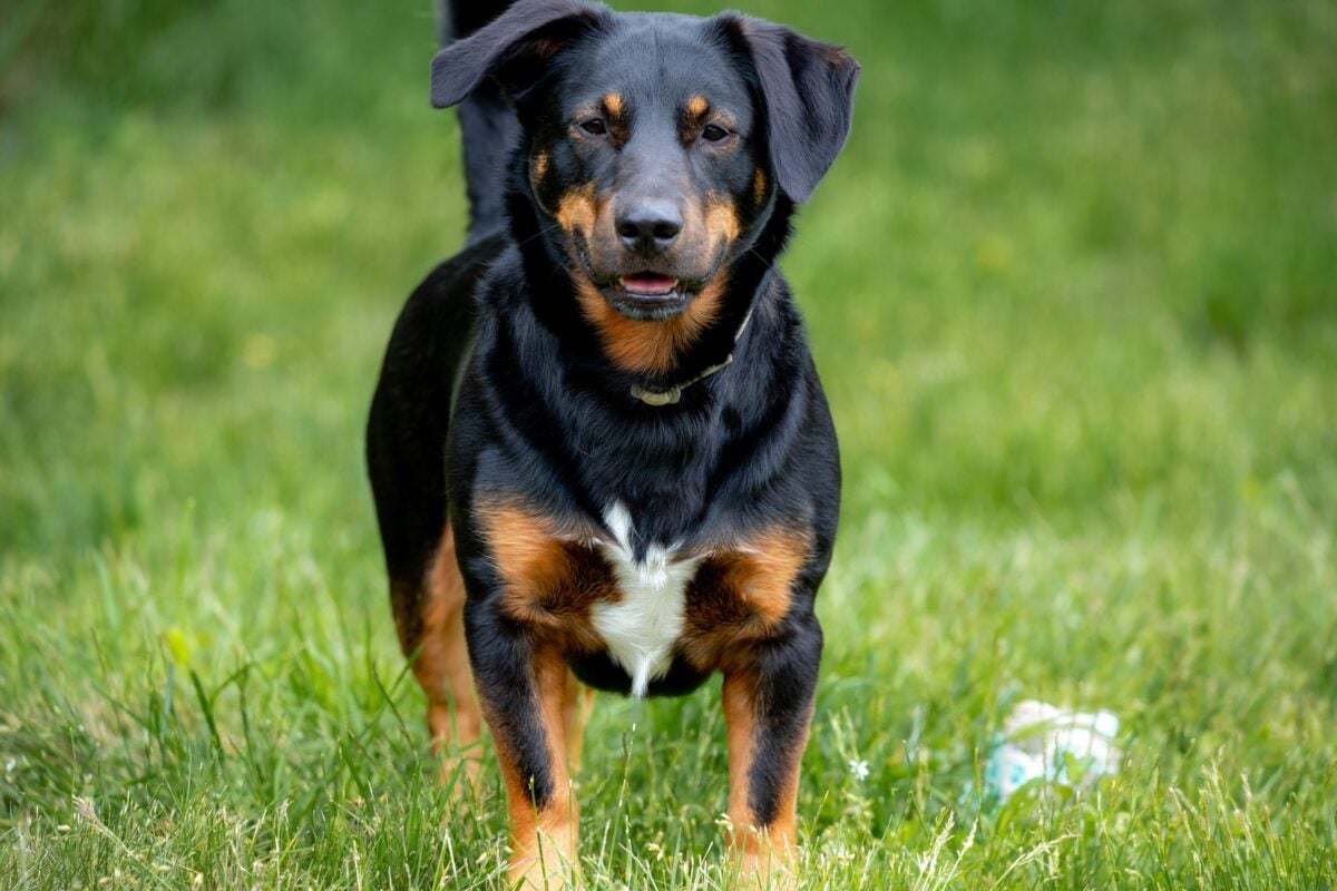 Rottweiler mix with short legs standing on grass.