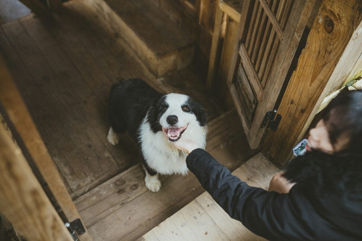 Border Collie welcoming owner home.