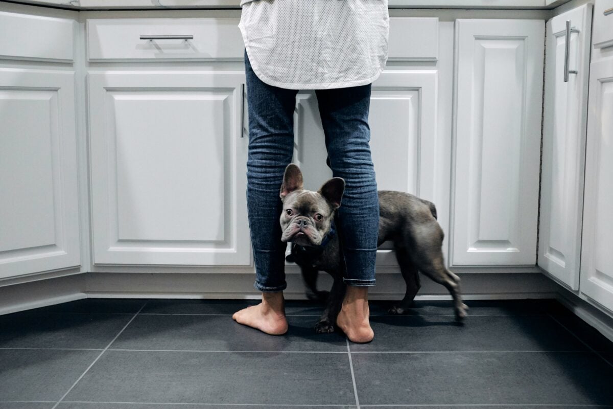 French Bulldog pressing against woman's leg.