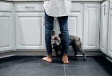 French Bulldog pressing against woman's leg.