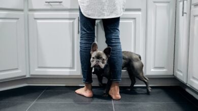French Bulldog pressing against woman's leg.