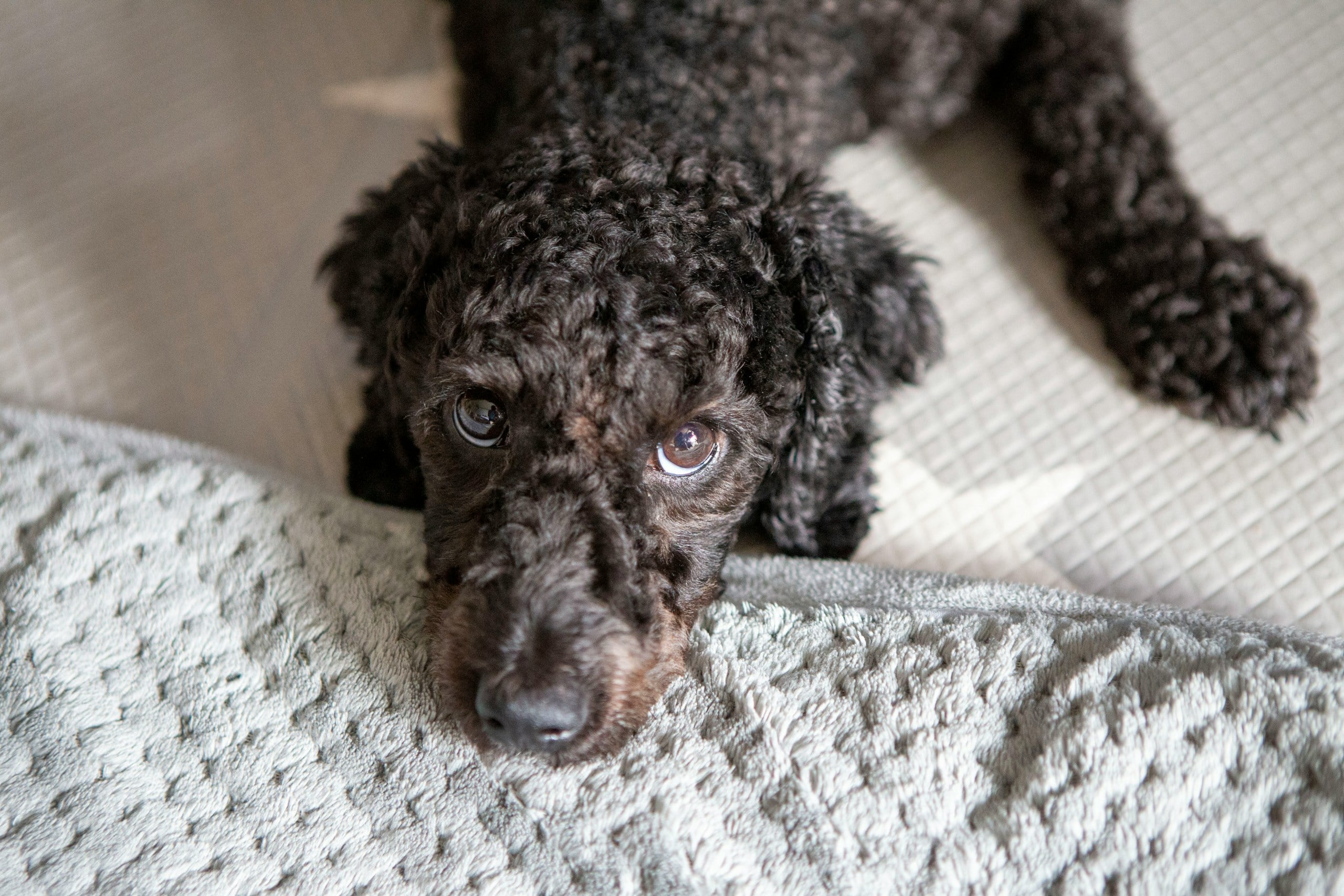 Standard poodle lying down, looking up at camera.